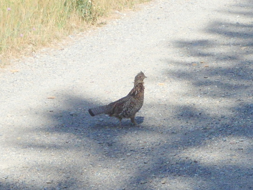 GDMBR: Grouse faking an injury to distract from its nest.